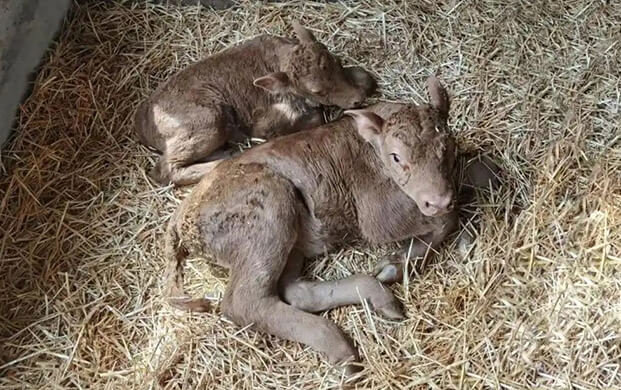 國內(nèi)首例體細(xì)胞克隆延邊牛誕生!低溫技術(shù)助力瀕危種質(zhì)資源保護