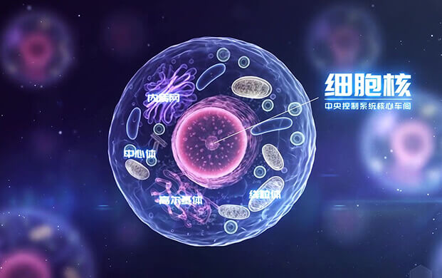 中國(guó)科學(xué)家揭示細(xì)胞核”應(yīng)急工作站”機(jī)制 細(xì)胞罐助力炎癥疾病研究新突破